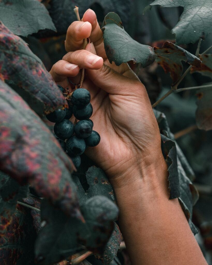 Mani che raccolgono grappoli di nerello mascalese durante la vendemmia