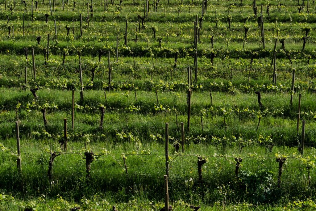 Filari di vigna in estate